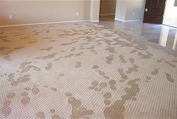 Carpet Water Damage Restoration | ReClaim It