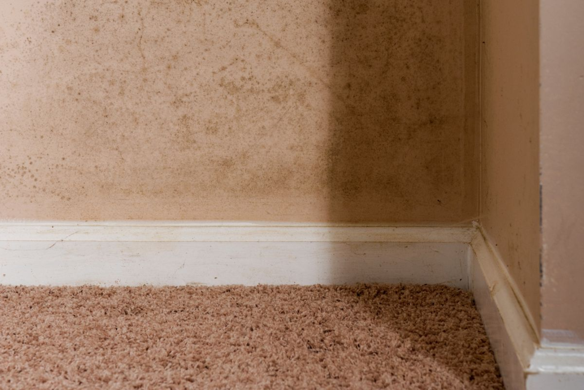 mold-remediation-chantilly-va